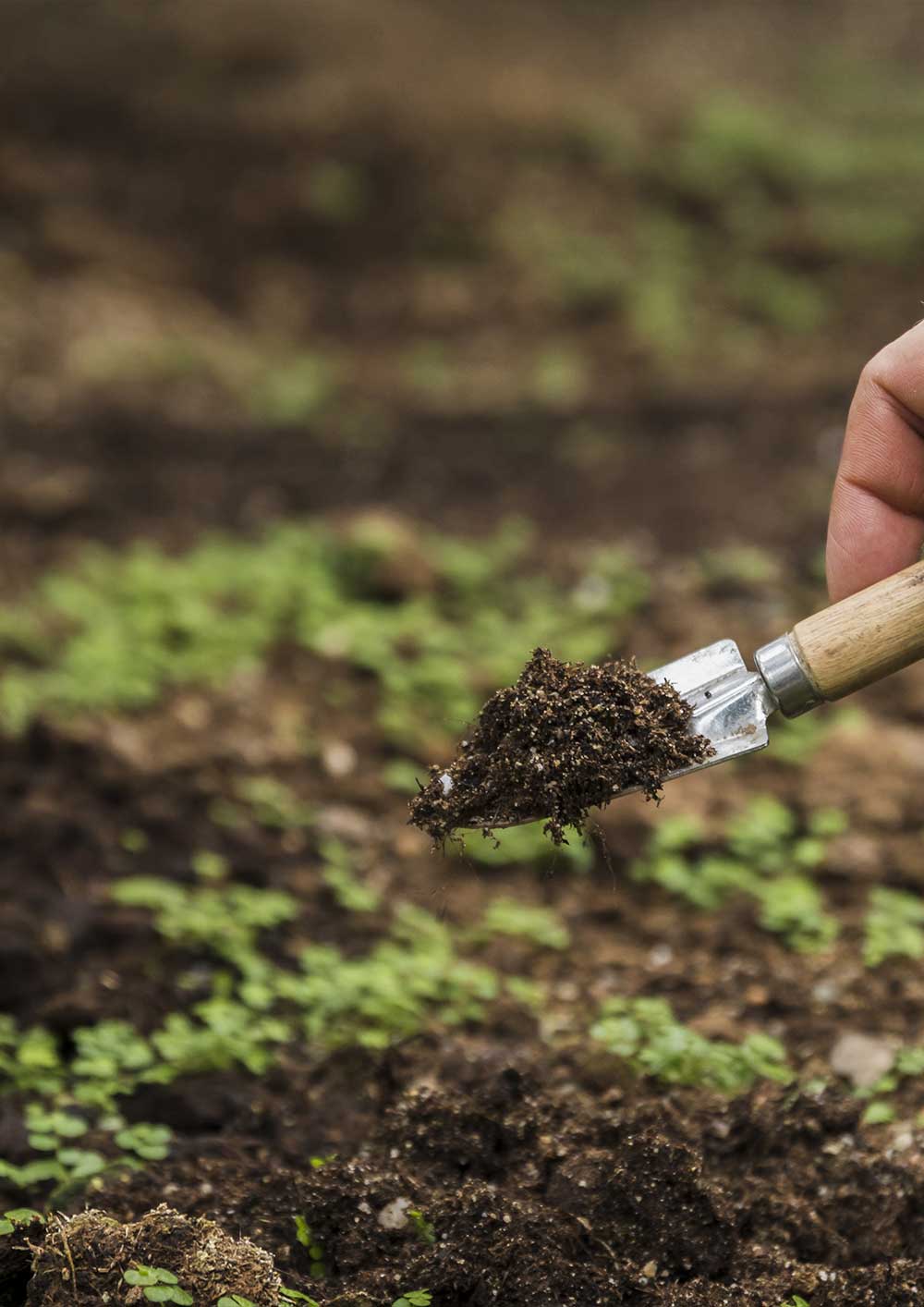 Soil Analysis
